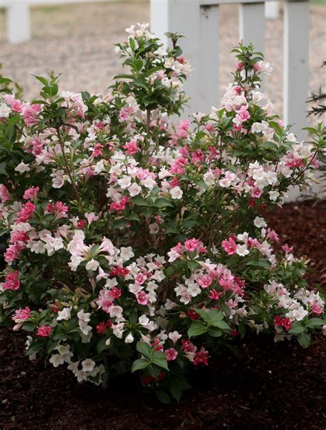 Amber Powlett: Flowering Shrubs For Shade Deer Resistant / 100+ best ...