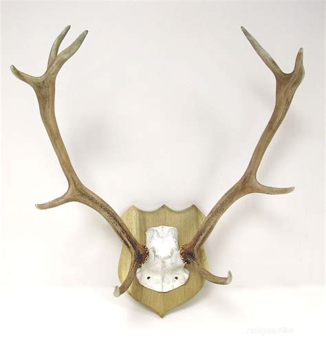 Antiques Atlas - Red Deer Antlers