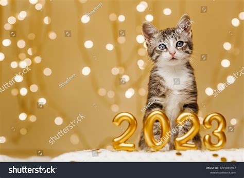 127 Happy New Year Dogs Cats 2023 Images, Stock Photos & Vectors ...