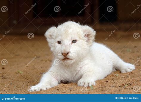 White lion cub stock photo. Image of rare, heterozygous - 483246