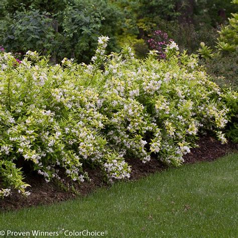 Deer Resistant Flowering Shrubs: A Guide to Choosing the Right Plants