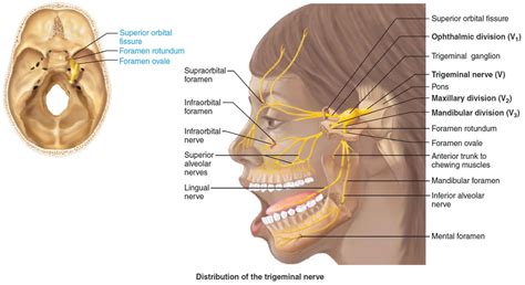 Trigeminal nerve anatomy, branches, distribution, function, damage & pain