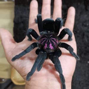 Augacephalus Junodi (The Golden Baboon Tarantula ) for sale ...