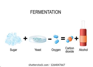 Fermentation Process Photos, Images & Pictures | Shutterstock