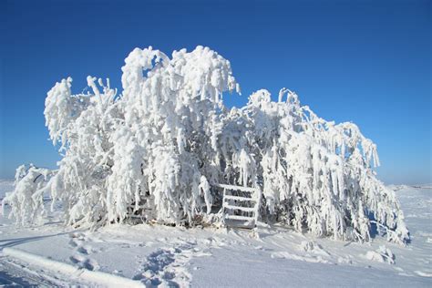 Hoar Frost Trees Gate Free Stock Photo - Public Domain Pictures