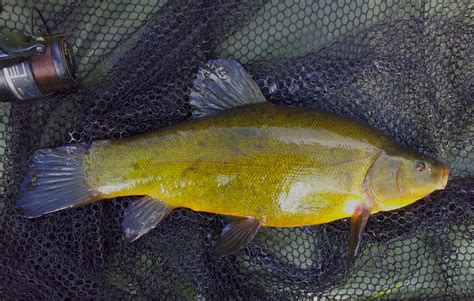 Shropshire Severn Angling: July 2013