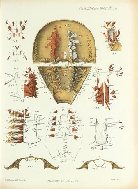 Anatomía de un cangrejo de herradura (1883) | Cangrejo herradura ...