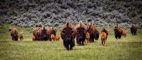 Yellowstone National Park Wildlife - Black Sheep Adventures