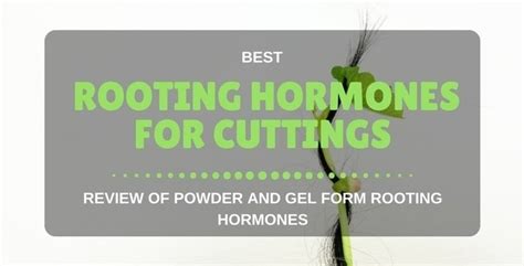 5 Best Rooting Hormone For Cuttings (2018 Reviews)