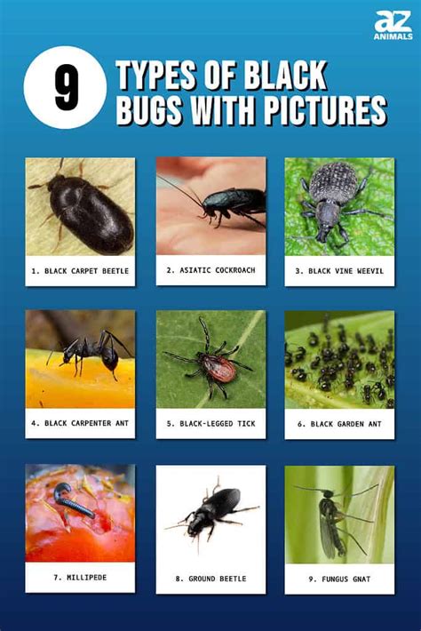 Types Of Black Bugs With Pictures And Identification Guide, 46% OFF