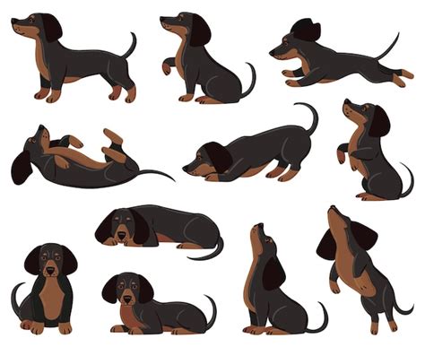 Premium Vector Cute Cartoon Dachshund Dog Breed In Various Poses