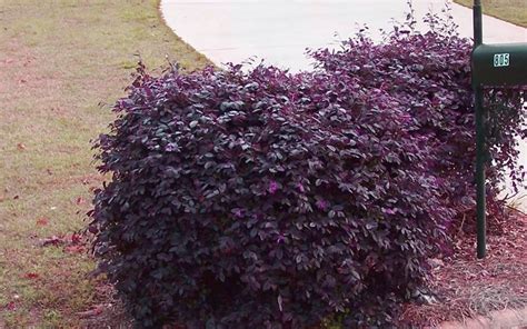 Dwarf Evergreen Flowering Shrubs Zone 5