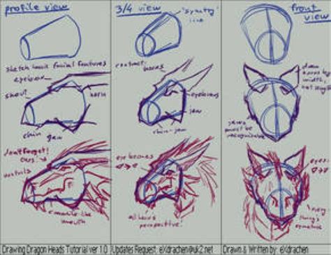 Reference Dragon Anatomy Drawings