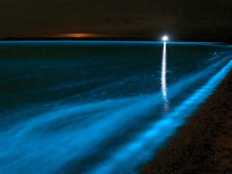 Bioluminescent Beaches on the Beautiful Island of Holbox