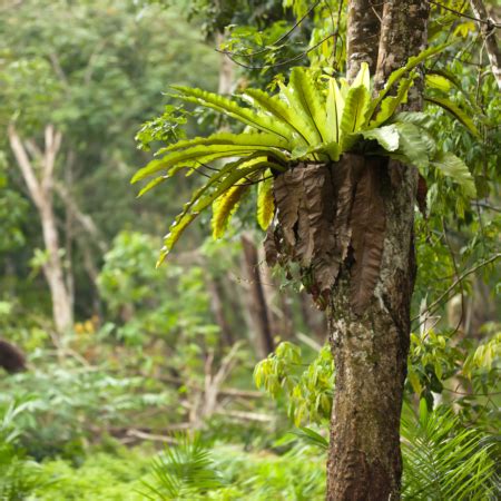 What are epiphytes? | Gulo in Nature