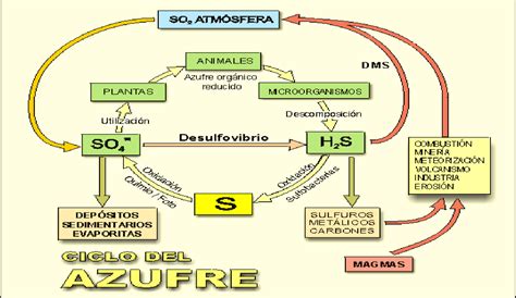 Ecologia y Medio Ambiente: CICLO BIOGEOQUÍMICO DEL AZUFRE