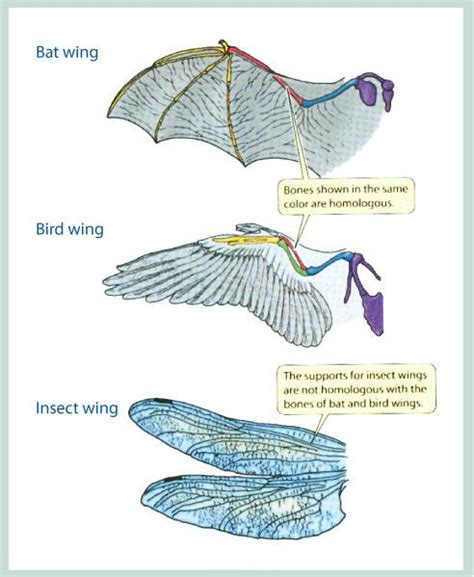 Evolution - Biology 11 E-Portfolio!