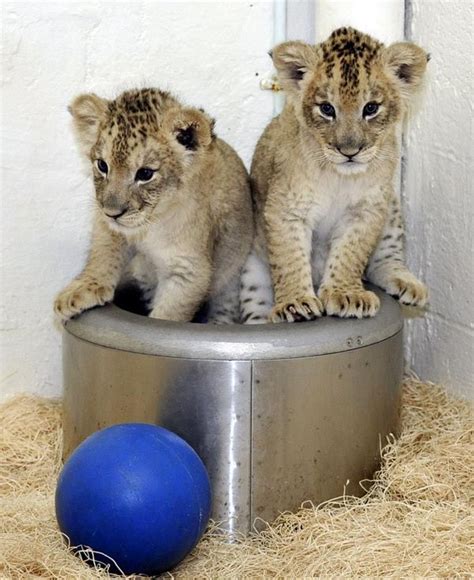 UPDATE: Lion Cubs Thriving at Maryland Zoo - ZooBorns