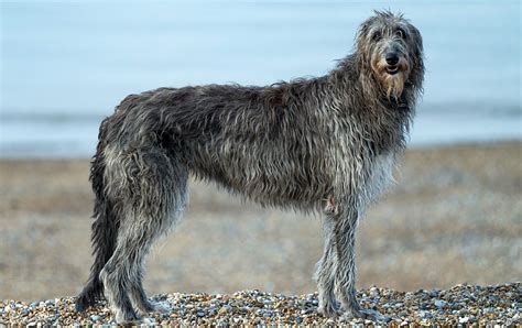 Scottish Deerhound - Native Breed.org