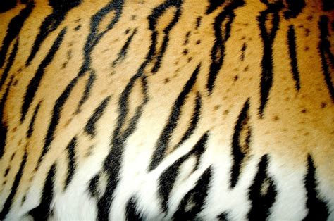 Premium Photo | Bengal tiger fur