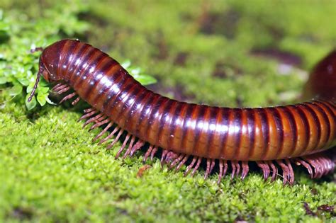 The millipede - Robin Hood of the forest floor | LearnEnglish Teens ...