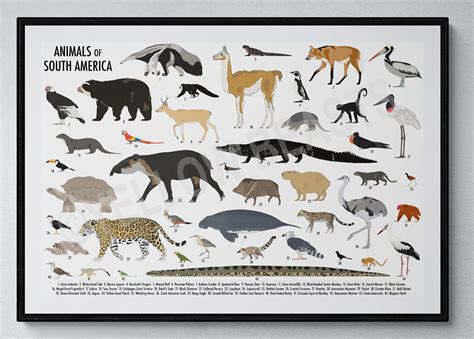 Animals of South America Poster - Etsy