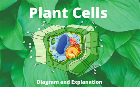 Functions Of Plant Cell Parts