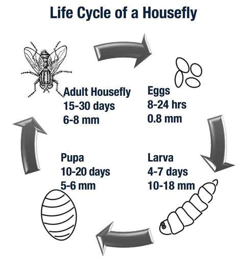 Life Cycle Of House Fly Diagram