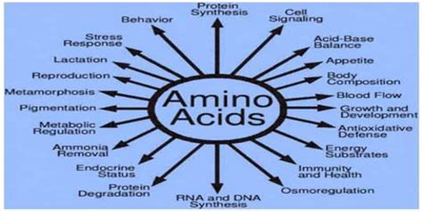 Functions And Types Of Amino Acids - Assignment Point