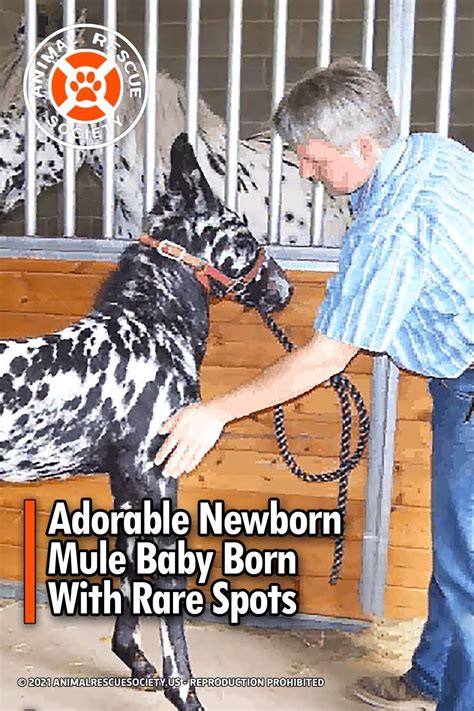 Adorable newborn mule baby born with rare spots – Artofit