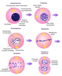 Cell division and reproduction | It's a natural universe