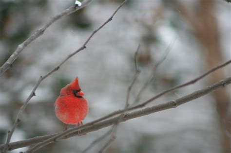 Cardinal, bird, winter, nature, male - free image from needpix.com