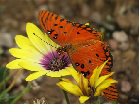 Have Book, Will Travel: Butterfly Exhibit at the Botanical Gardens