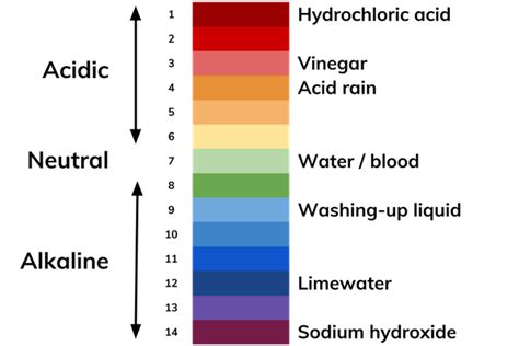 What is the pH Scale | Definition from Seneca Learning