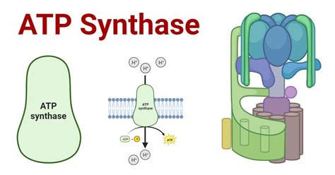 ATP Synthase: Structure, Mechanism, Significances