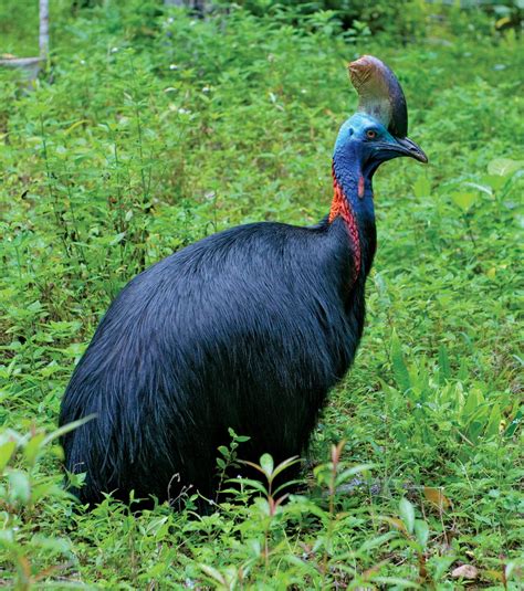 Flightless Birds of New Zealand - Birds.com