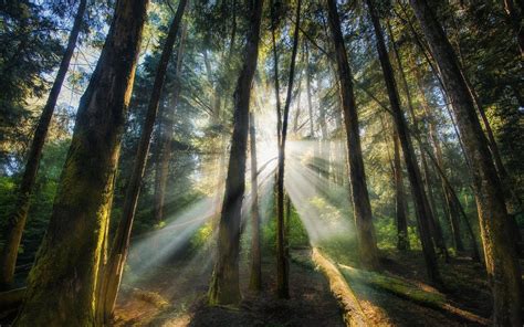 landscape, Nature, Sun Rays, Forest, Sunrise, Trees, Mist, Shrubs ...