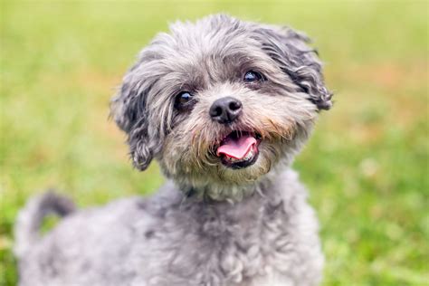 Shih-poo Dog Breed Information and Characteristics | Daily Paws