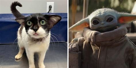 Rescued Feline Dubbed 'Baby Yoda Cat' Is Totally Precious - Cole ...