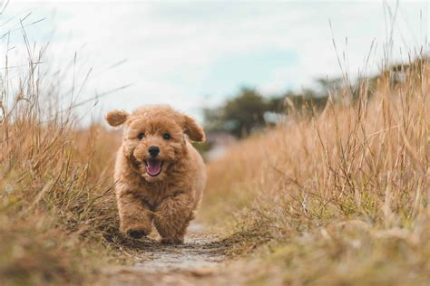 How Much To Feed A Poodle Puppy | lupon.gov.ph