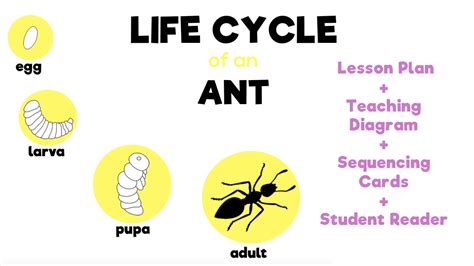 Ant Life Cycle Worksheet