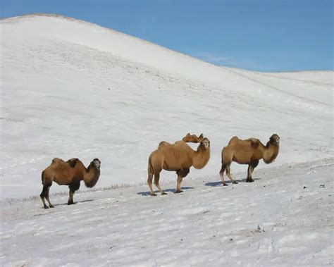 Wild Bactrian Camel | Mammals Wiki | Fandom