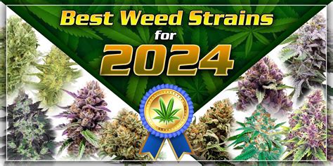 Best Weed Strains For 2024 Sunwest Genetics