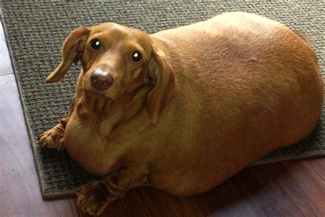 This super-fat dachshund lost 75 percent of his body weight