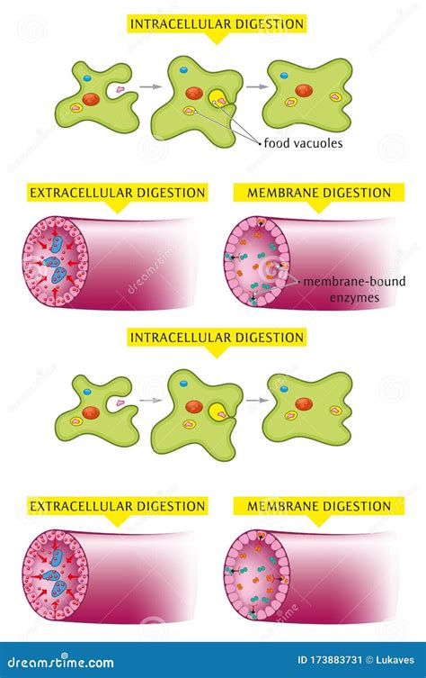 Extracellular Digestion Diagram