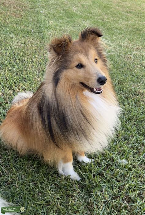 Purebreds Sable Sheltie - Stud Dog South east - Breed Your Dog