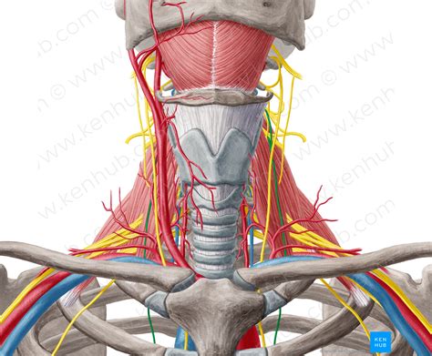 Phrenic nerve (#6686) – Kenhub Image License Store