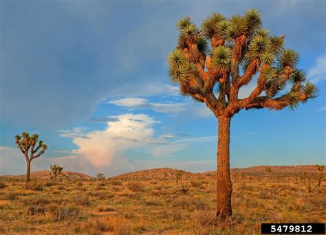 Destination Trees: Joshua Tree National Park - California