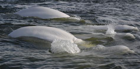 Beluga Whale - Facts, Diet & Habitat Information