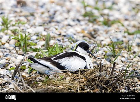 Avocet birds nesting hi-res stock photography and images - Alamy